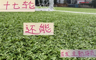 中超三豪門，維塔爾海港，馬納法申花，全勤外援17輪首發(fā)