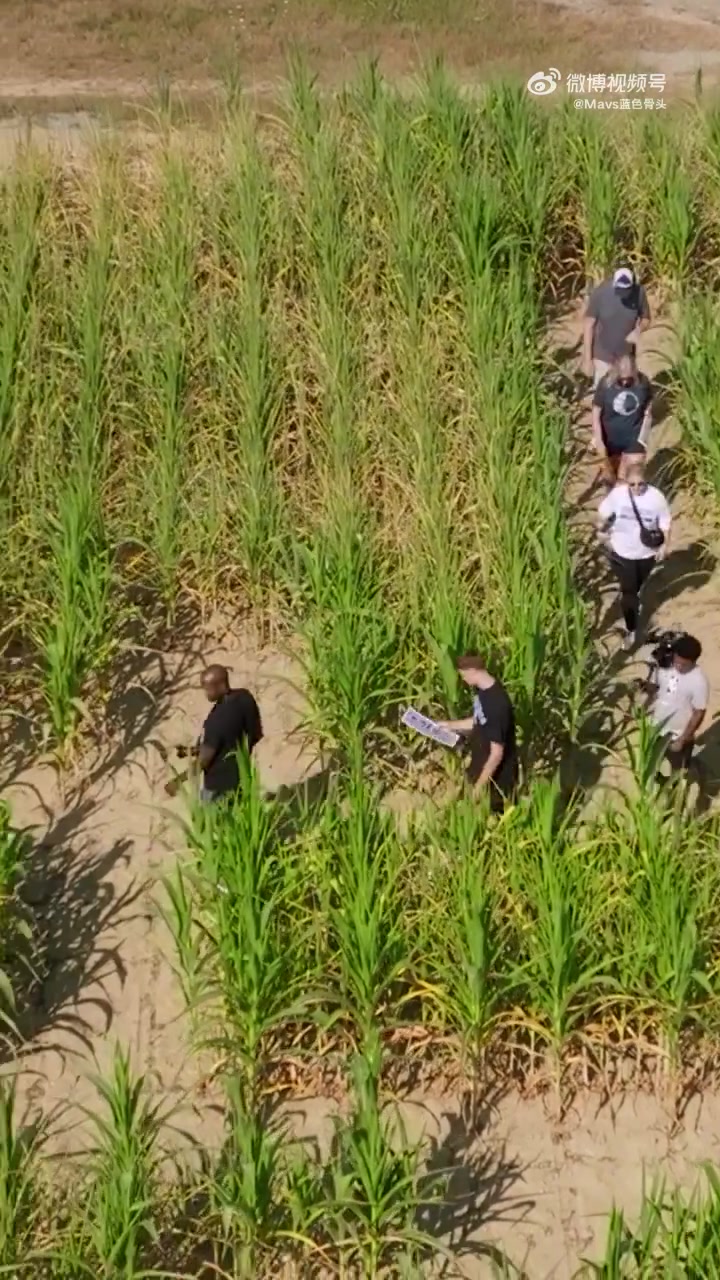排面啊獨行俠狀元弗拉格走進有著自己巨幅剪影的玉米地